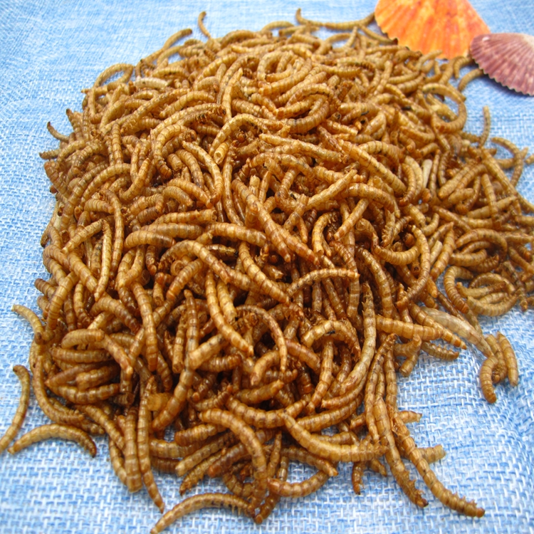 Manufacturer of microwaved yellow mealworm high protein bird food popular in Europe